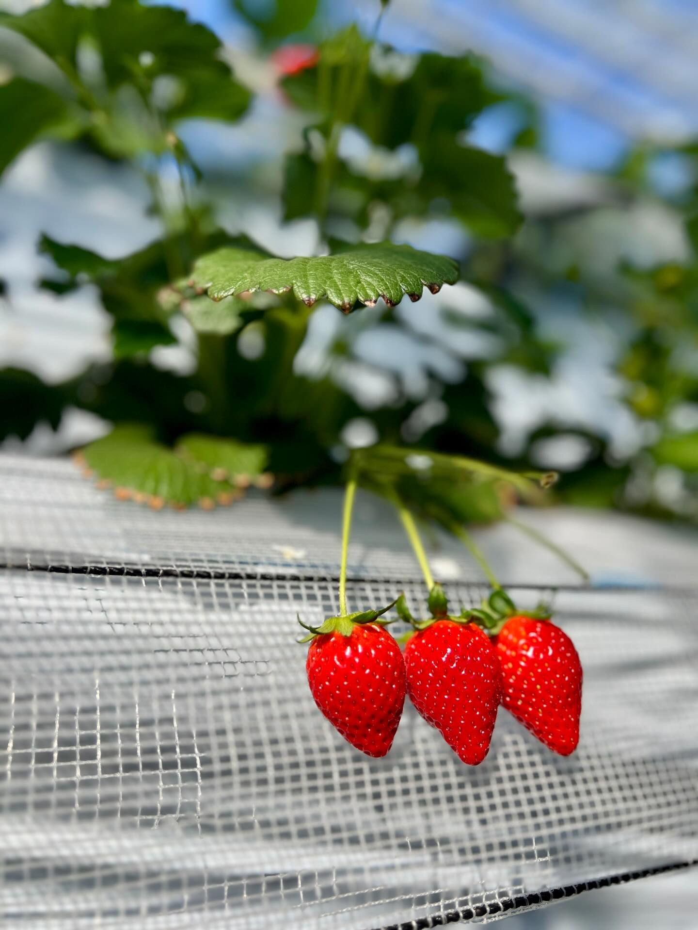 【40代女子のロードバイク日記# 24】