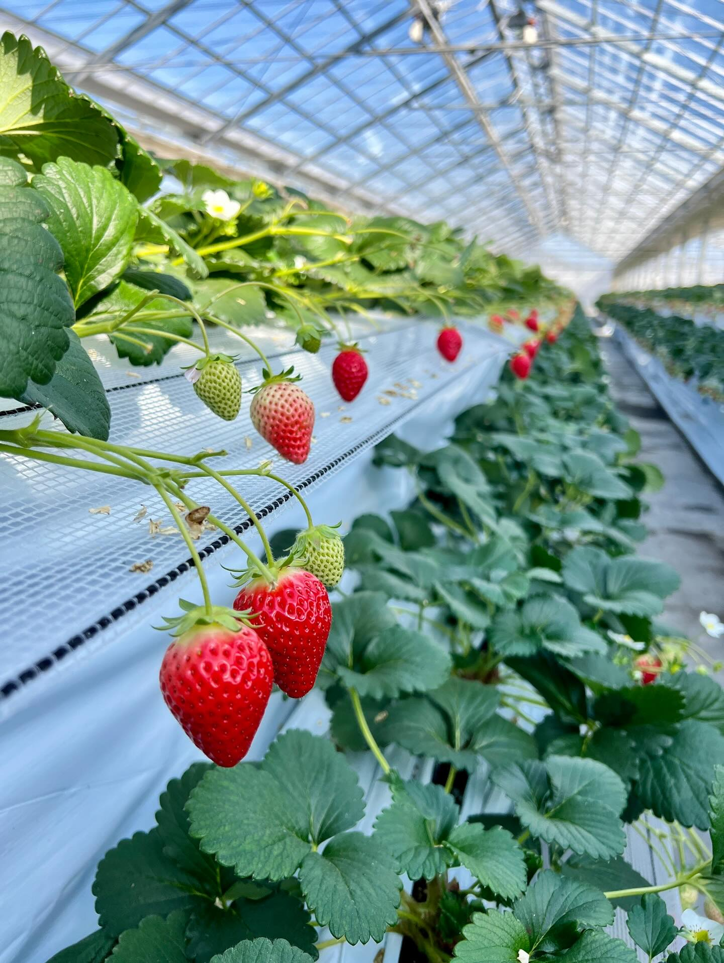 【40代女子のロードバイク日記# 24】