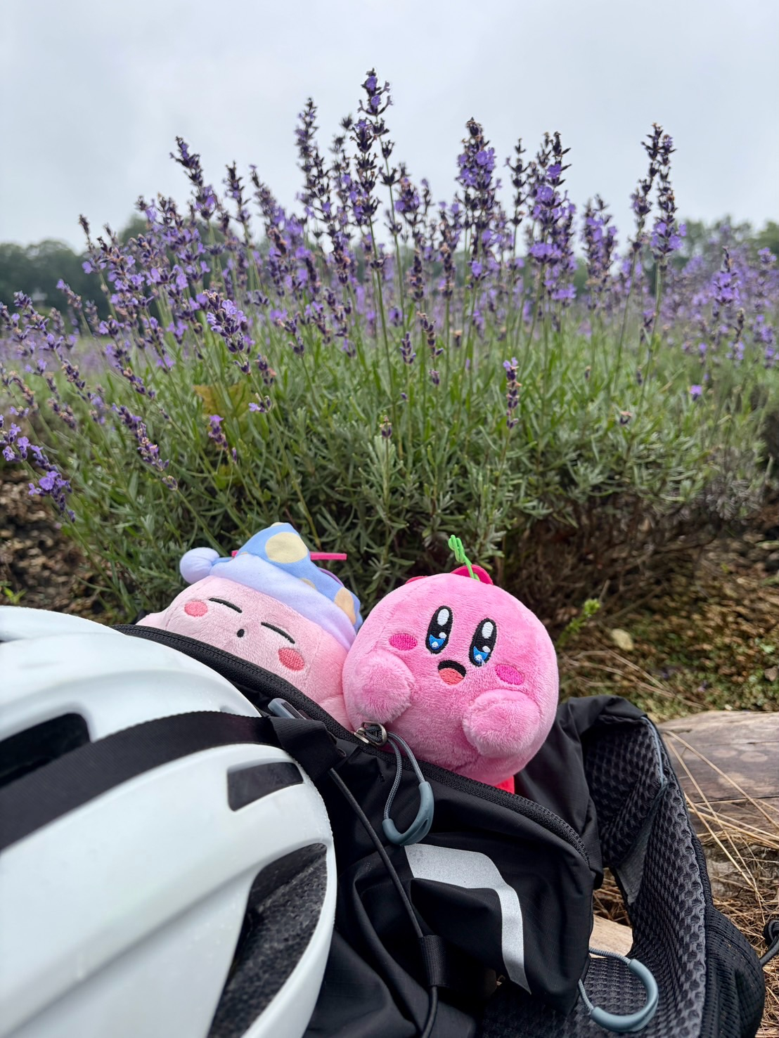 【40代女子のロードバイク日記 37】